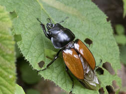 Image of Neolucanus castanopterus (Hope 1831)