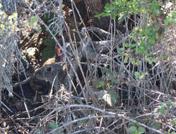 Image of Brush Rabbit