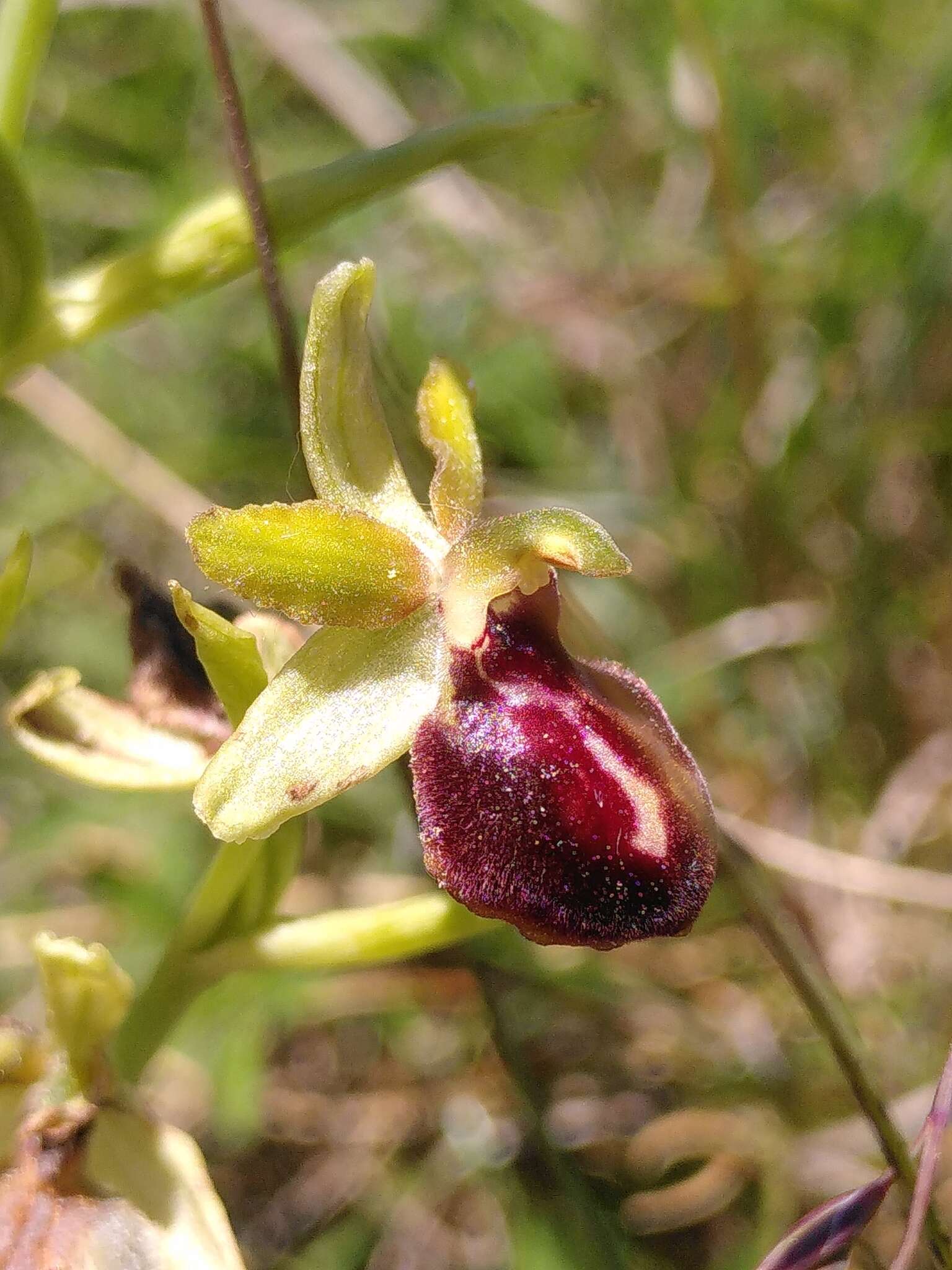 Image of Ophrys sphegodes subsp. passionis (Sennen) Sanz & Nuet