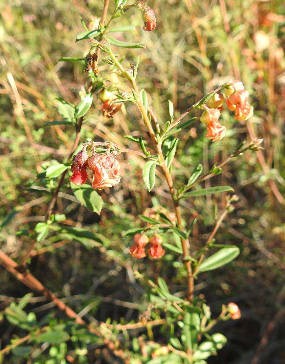 Image of Hermannia denudata var. erecta (N. E. Br.) Burtt Davy & Greenway