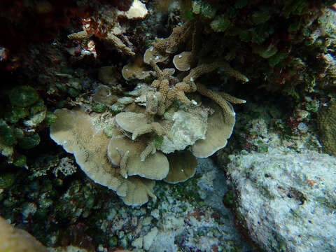 Image of hump coral