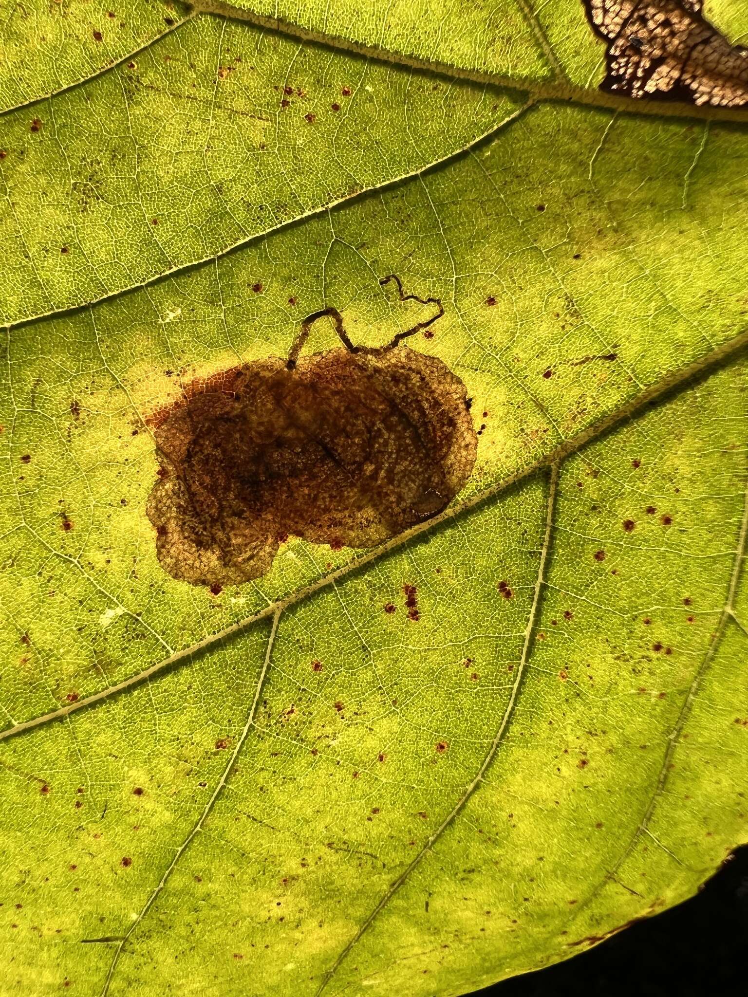 Image of Sycamore Leaf Blotch Miner