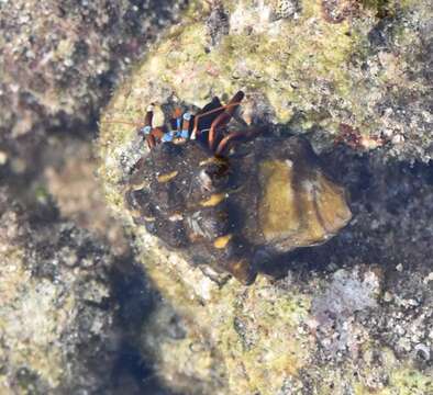 Image of Hawaiian hermit