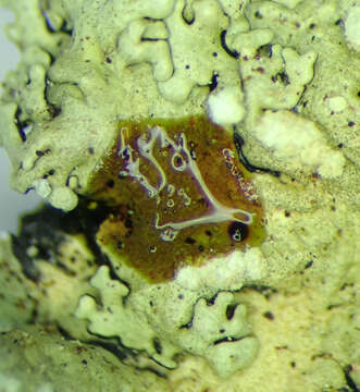 Image of Flavoparmelia soredians (Nyl.) Hale