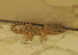 Image of Common Wall Gecko