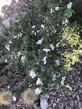 Image of small-leaf geigertree