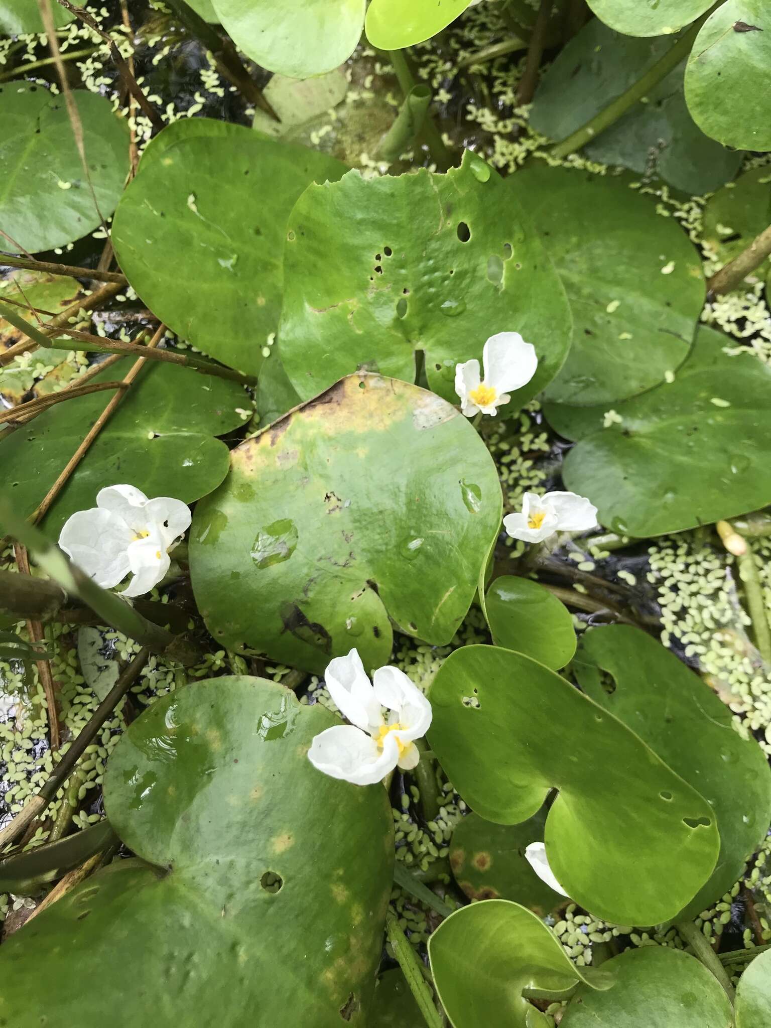 Image of Hydrocharis dubia (Blume) Backer