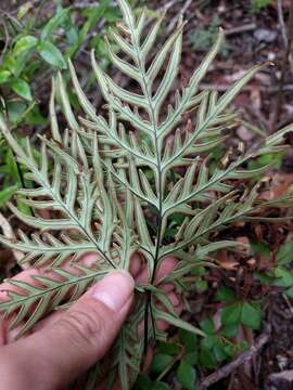 Image of triangleleaf lipfern