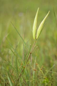 Image of longleaf milkweed