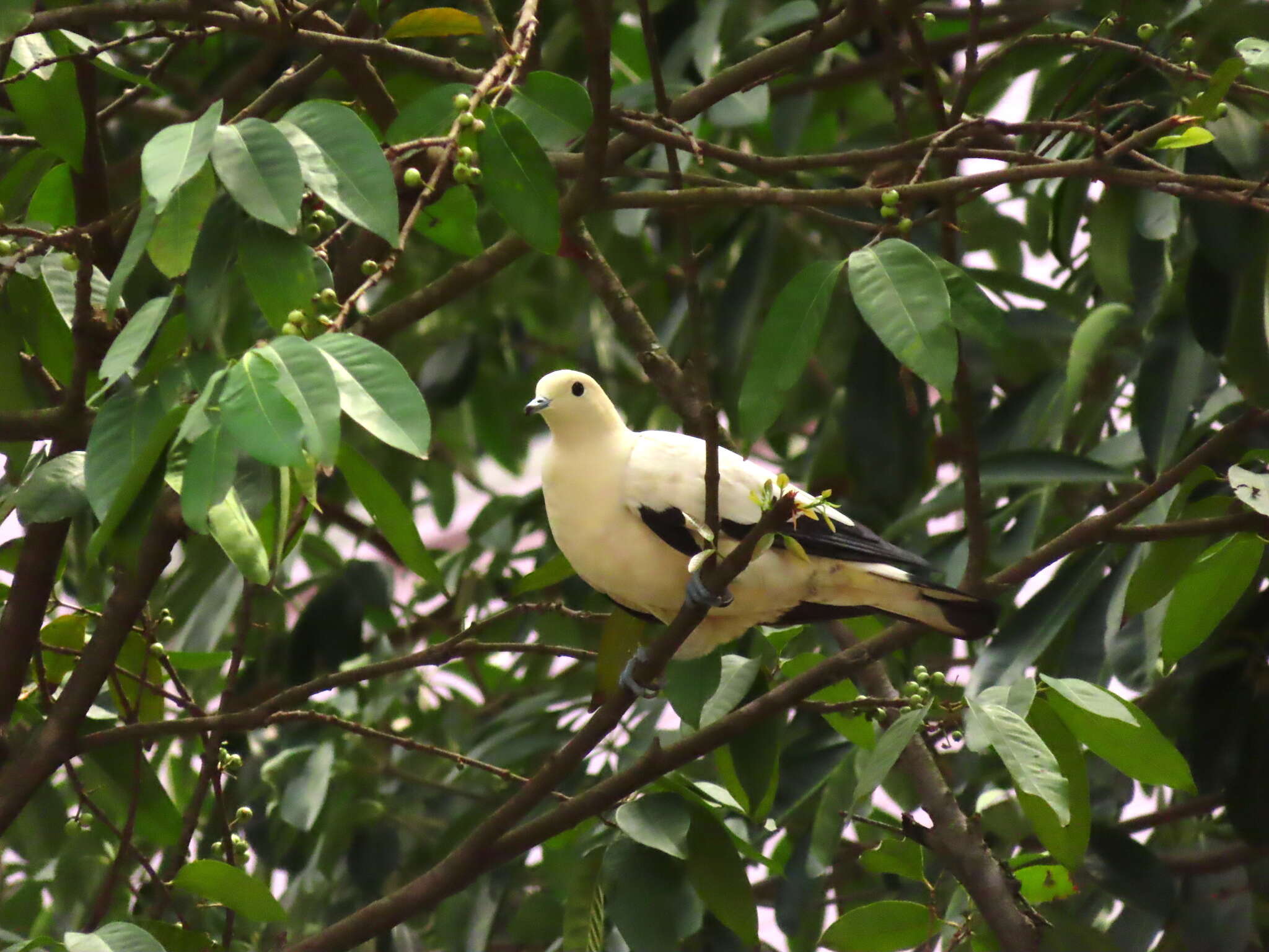 صورة Ducula bicolor (Scopoli 1786)