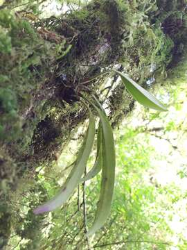 Image of Bulbophyllum insulsoides Seidenf.