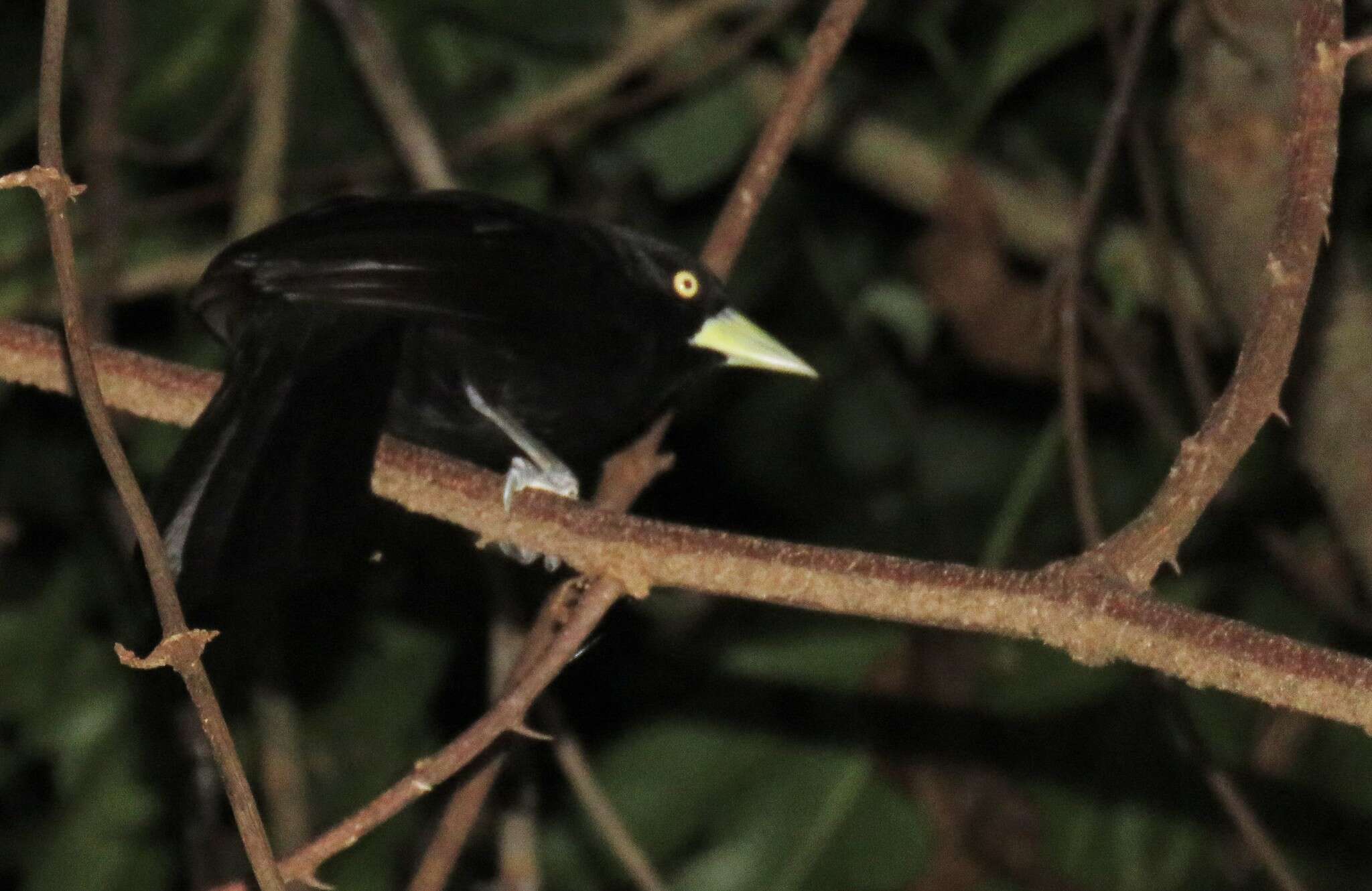 Image of Amblycercus Cabanis 1851