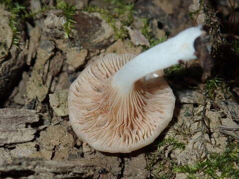 Crepidotus nyssicola (Murrill) Singer 1973的圖片