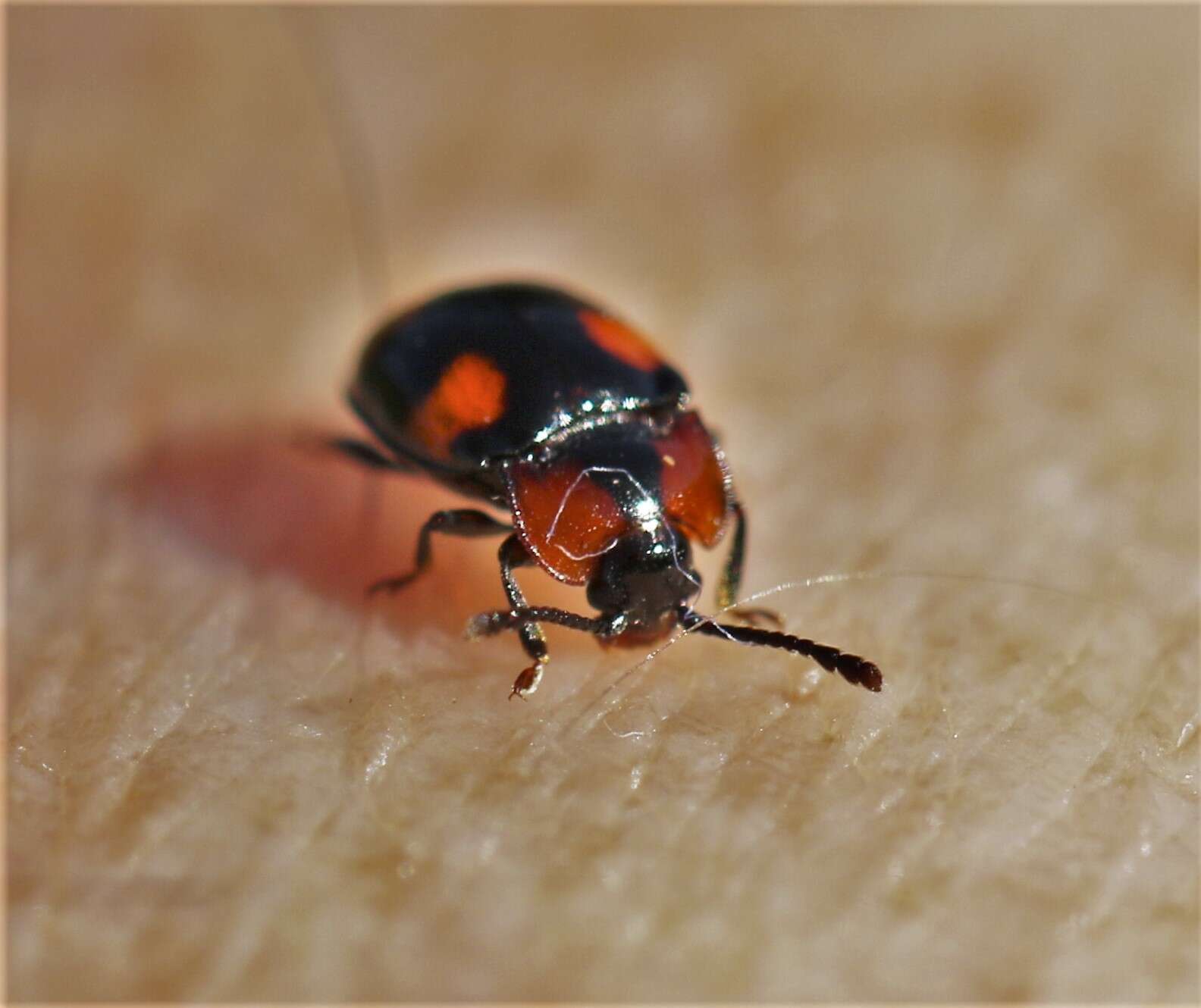 Слика од Mycetina perpulchra (Newman 1838)