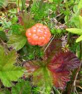 Image of cloudberry