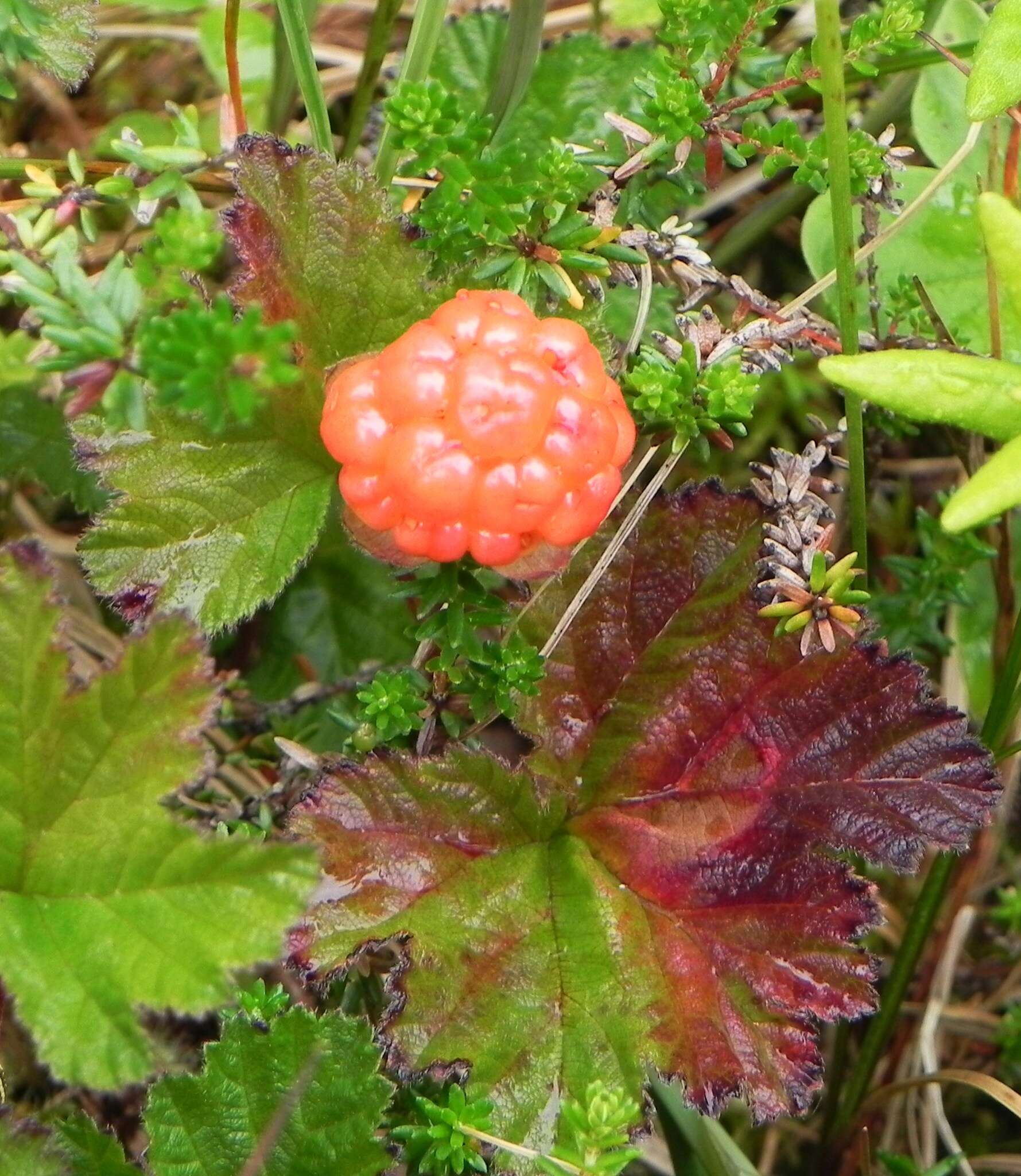 Rubus chamaemorus L. resmi