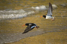 Image of South Island Oystercatcher