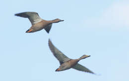 Image of Hawaiian Duck