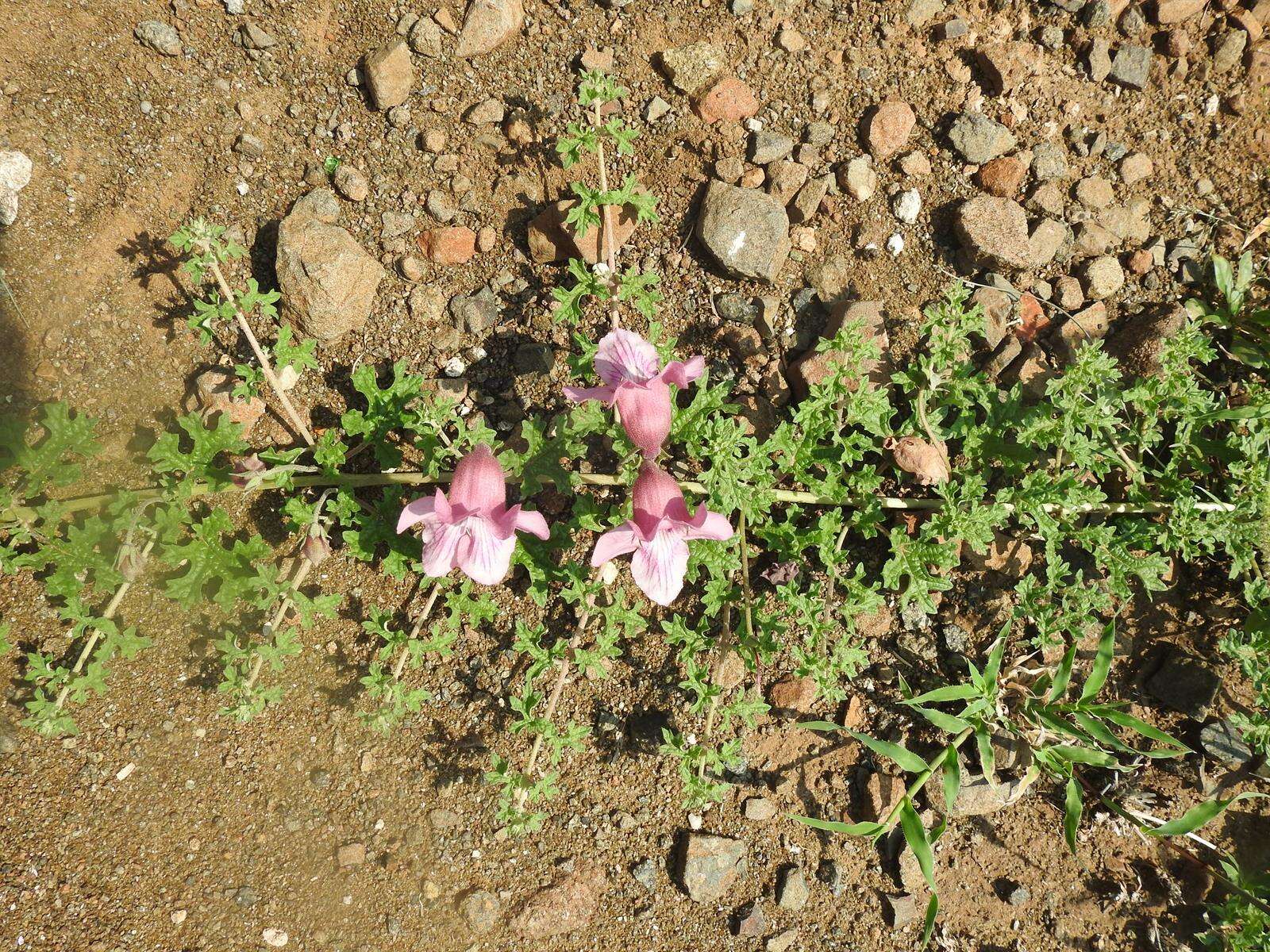 Plancia ëd Dicerocaryum senecioides (Klotzsch) Abels