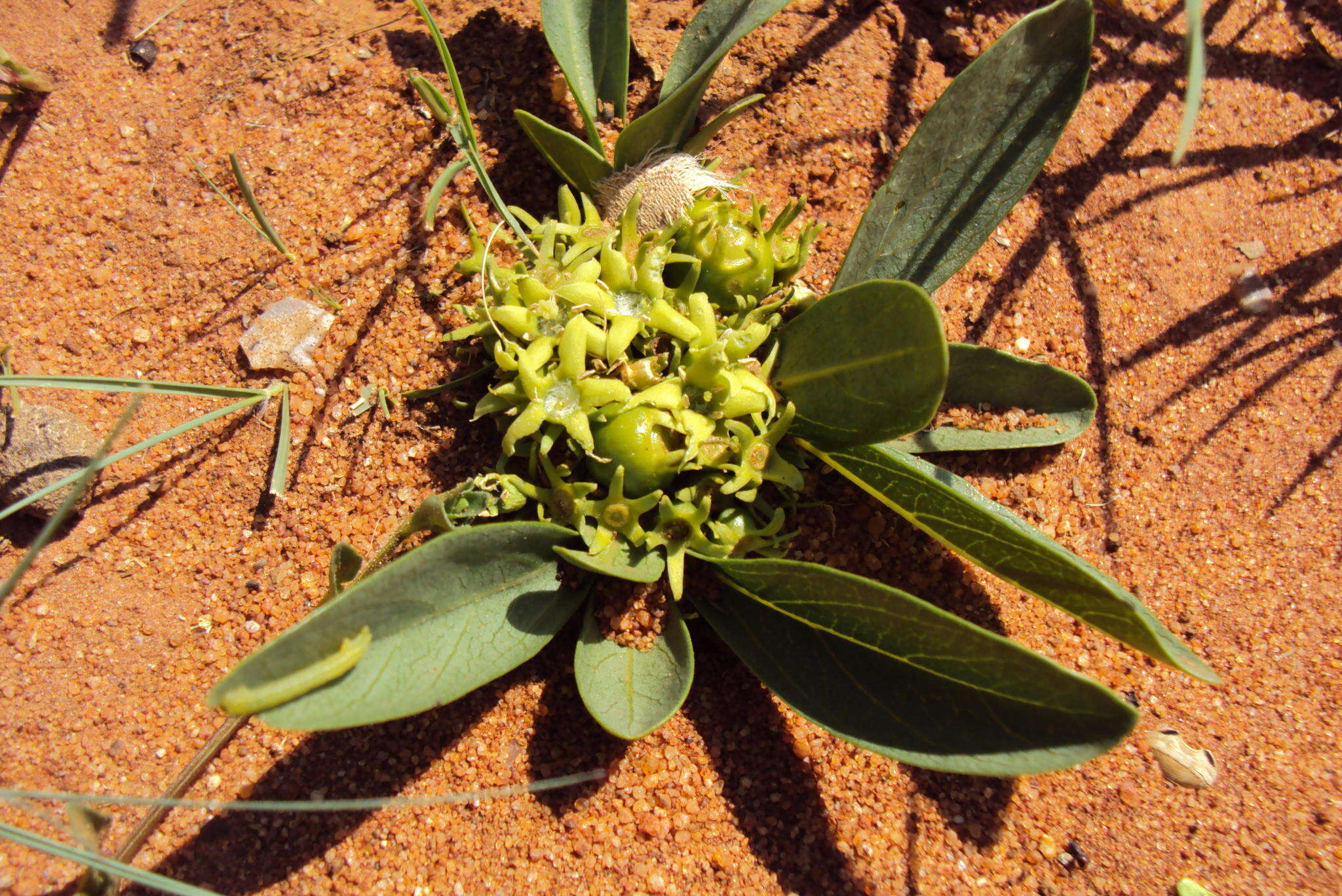 صورة Pygmaeothamnus zeyheri (Sond.) Robyns