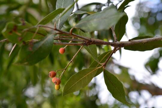 Plancia ëd <i>Photinia matudae</i>