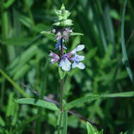 Plancia ëd Stachys hyssopifolia Michx.