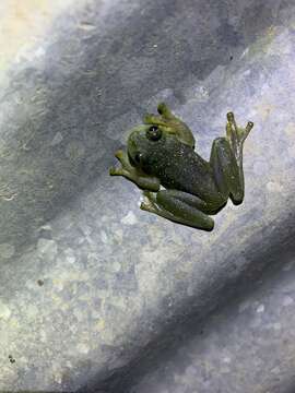 Image of Rulyrana mcdiarmidi (Cisneros-Heredia, Venegas, Rada & Schulte 2008)