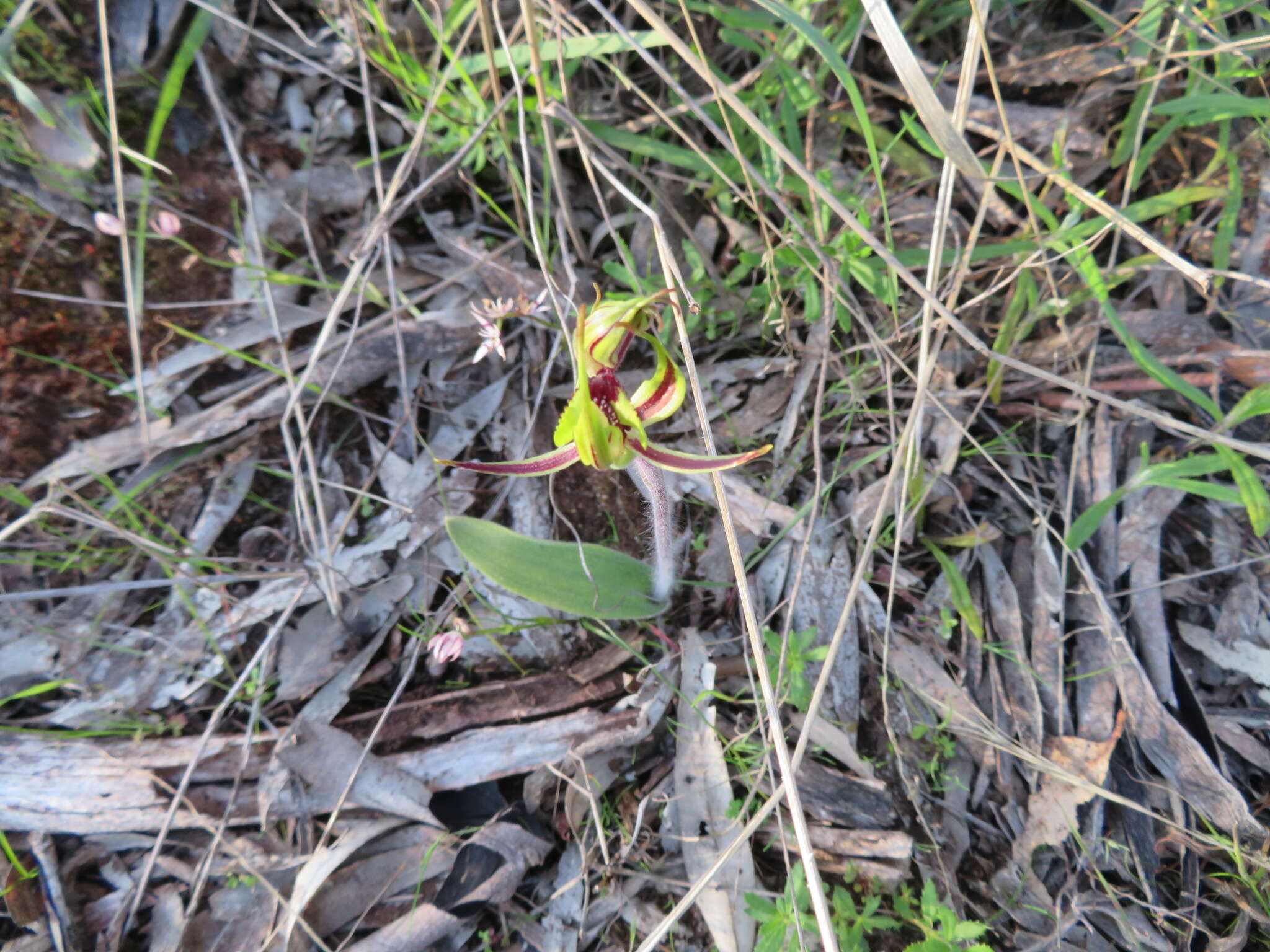 Image of Bow-lip spider orchid