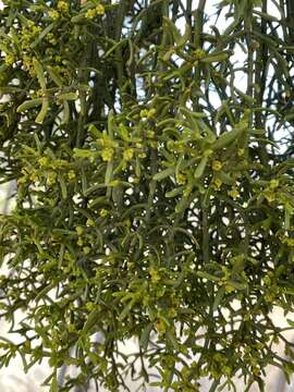 Image of Hawksworth's mistletoe