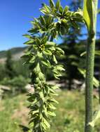 Image of Veratrum viride var. eschscholtzianum (Schult. & Schult. fil.) Breitung