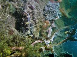 Image of Tiger Tail Seahorse