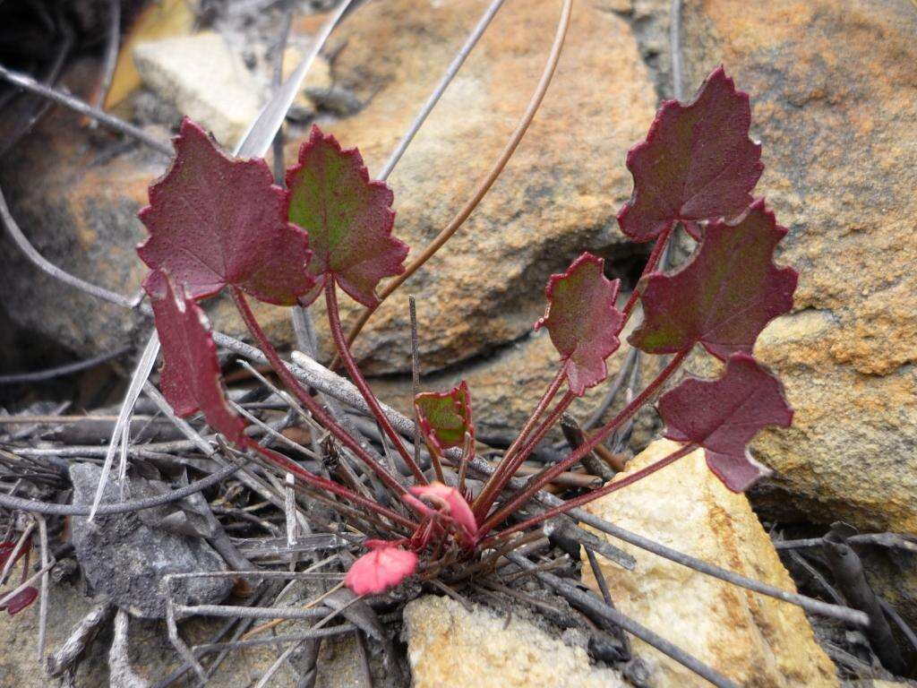 Image of Pelargonium setulosum Turcz.