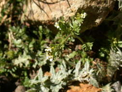 Image of Murbeckiella pinnatifida (Lam.) Rothm.