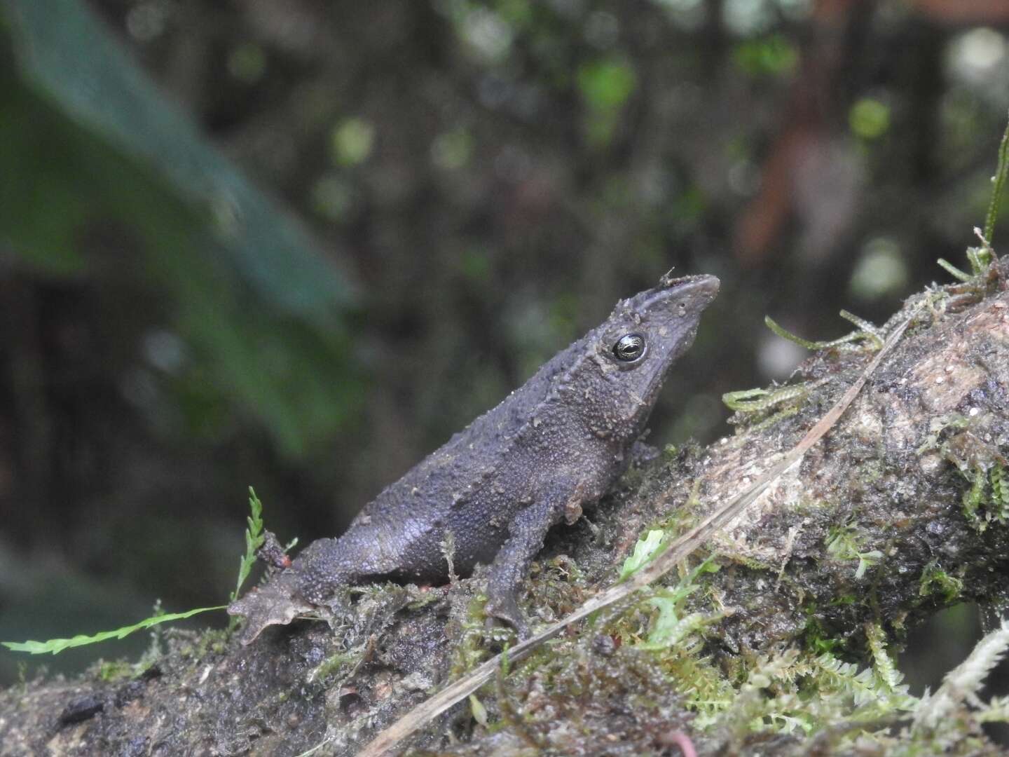 Sivun Rhinella festae (Peracca 1904) kuva