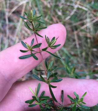 صورة Hypericum galioides Lam.