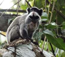 Image de Saguinus imperator imperator (Goeldi 1907)