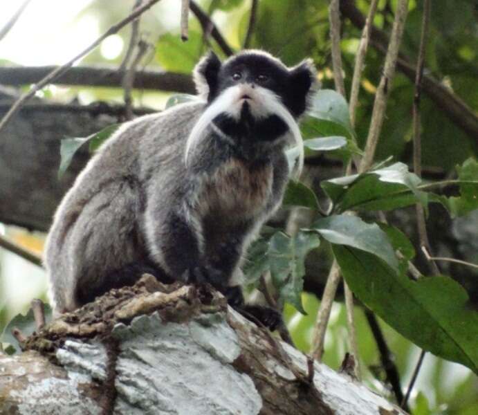 Image de Saguinus imperator imperator (Goeldi 1907)