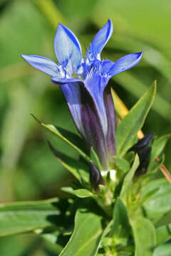 Image of crested gentian