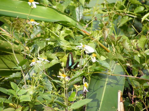 Image of <i>Graphium sarpedon connectens</i>