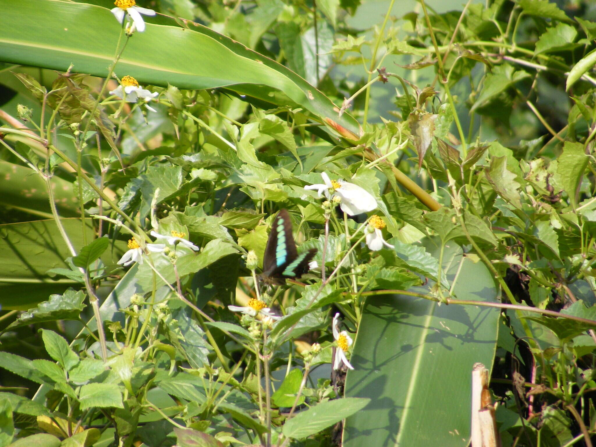 Image of <i>Graphium sarpedon connectens</i>