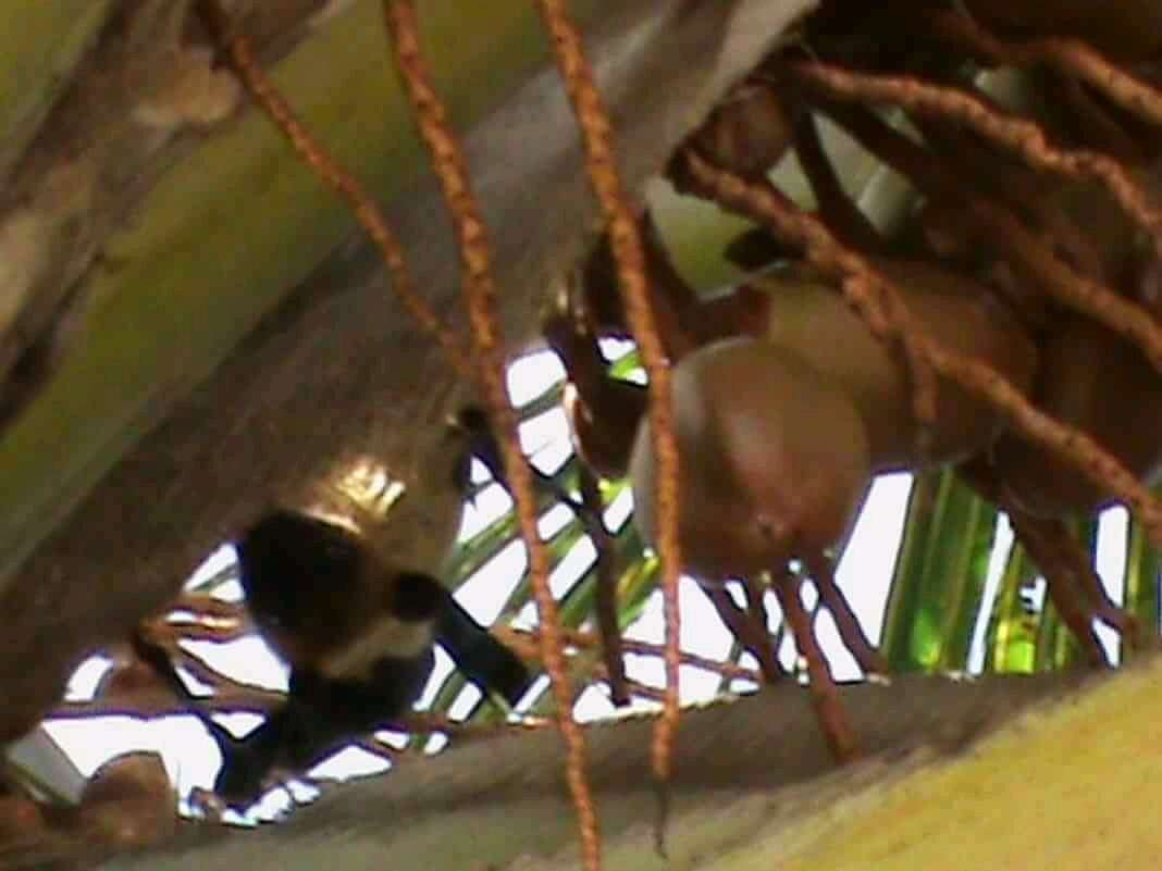 Image of Greater Mascarene Flying Fox