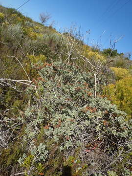 Salvia aurea L. resmi