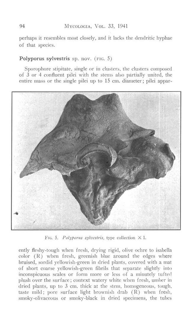 Image de Polyporoletus sylvestris (Overh. ex Pouzar) Audet 2010