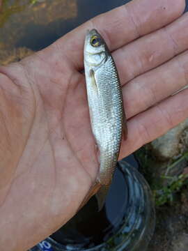 Image of Siberian dace