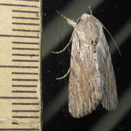 Image of Gray-streaked Armywom Moth