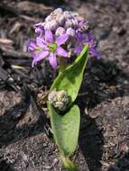 Слика од Ledebouria cooperi (Hook. fil.) Jessop