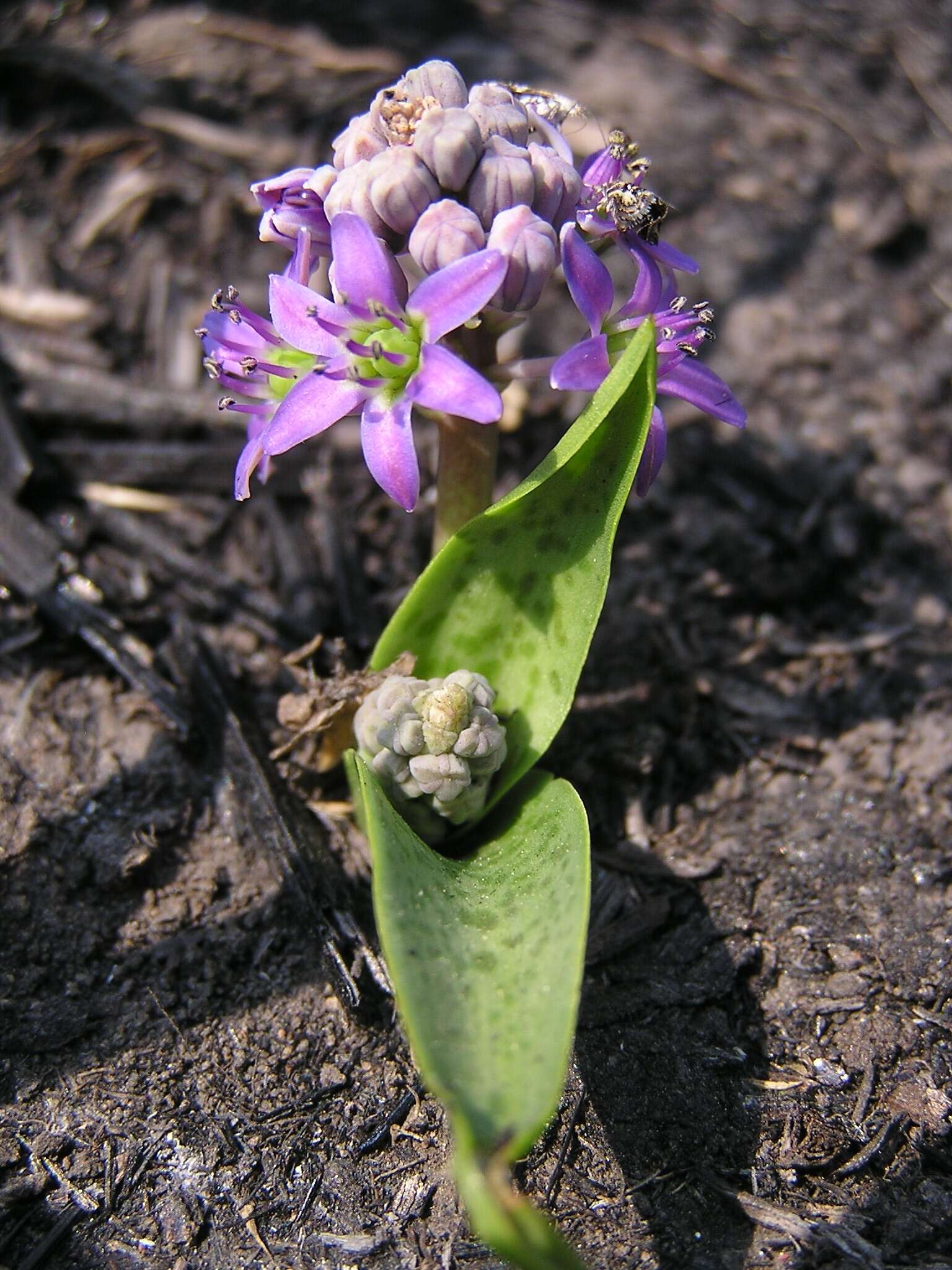 Слика од Ledebouria cooperi (Hook. fil.) Jessop