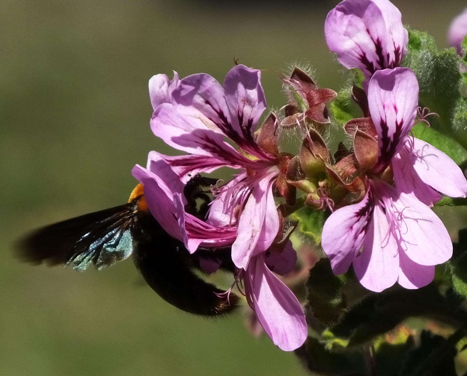 Image of oakleaf garden geranium