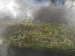 Image of River Water-dropwort