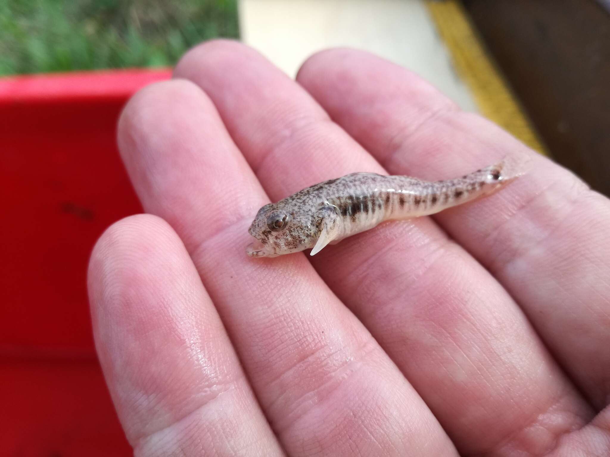 Image of Italian spring goby